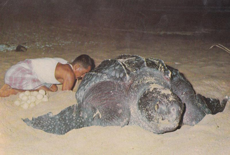 Thailand Man With Giant  Asian Tortoise Postcard