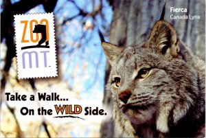 Canada Lynx Fierca Zoo Montana Billings MT Postcard
