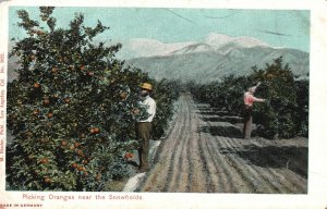 Vintage Postcard Picking Oranges Near The Snow Fields M. Reider Publication