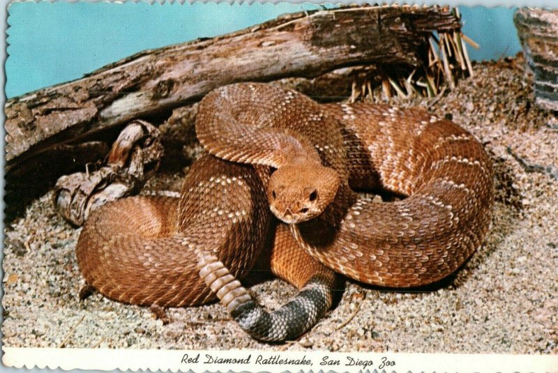 Red Diamond Rattlesnake San Diego Zoo California Postcard