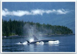 Postcard - Mother And Baby Orcas Swimming Side By Side