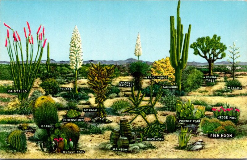 Cactus A Few Varieties Of Desert Vegetation