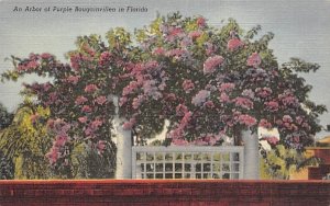 An Arbor of Purple Bougainvillea in FL, USA Misc, Florida