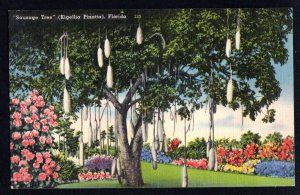 Florida Sausage Tree (Kigellia Pinatta) Pub Tichnor Quality Views - Linen