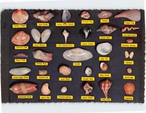 Postcard Shell Chart, Florida