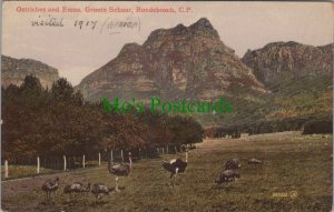 South Africa Postcard - Rondebosch Ostriches and Emus, Groote Schuur RS33018