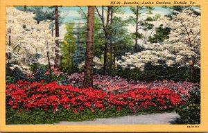 Virginia Norfolk Beautiful Azalea Gardens 1953 Curteich