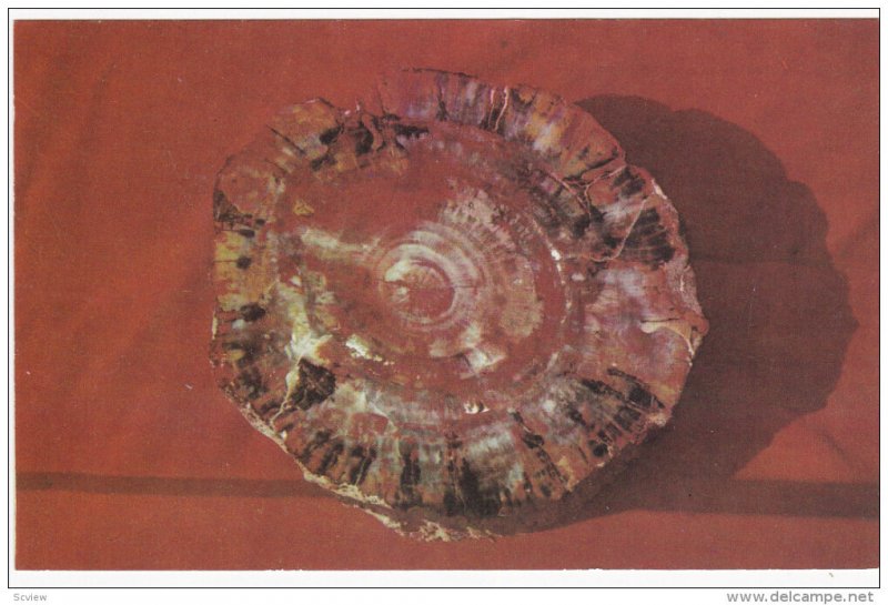 Petrified Wood, PETRIFIED FOREST NATIONAL PARK, Arizona, 40-60´s