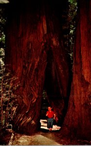 California Richardson Grove State Park Burned Out Redwood Tree