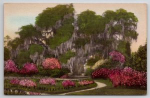 Middleton Place Charleston SC Great Oak Hand Colored Postcard P22