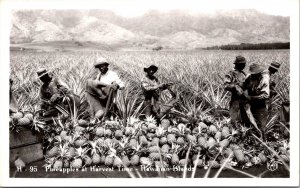 RPPC Pineapple Harvest, Hawaiian Islands Vintage Postcard V73