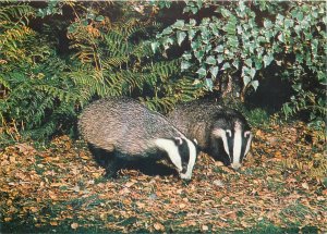 Postcard Animals wildlife badgers meles meles