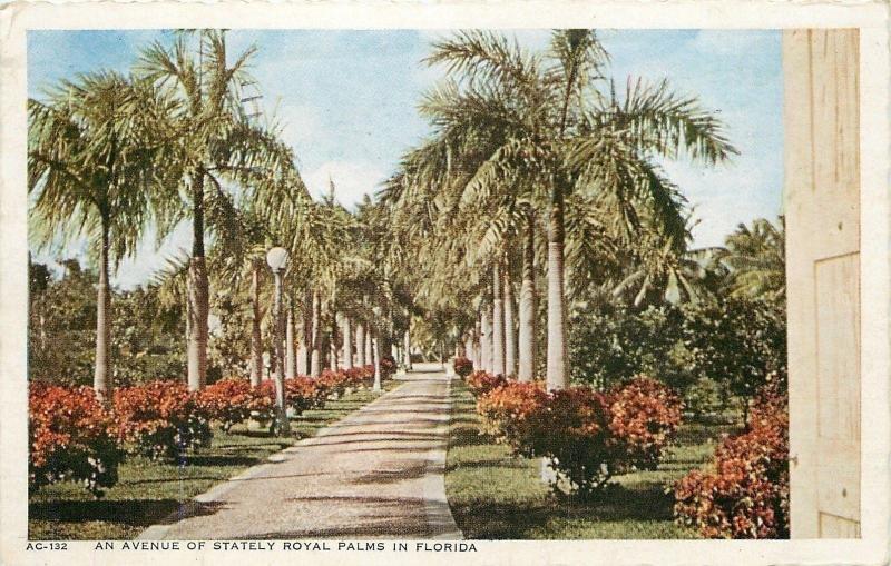 Palm Beach FloridaAn Avenue of Stately Royal PalmsWe Drove Thru1946 Postcard