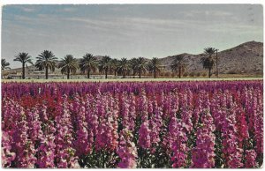 US Japanese Flower Gardens, Phoenix AZ. Stamped and mailed in 1966.