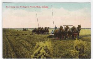 Horse Teams Harvesting Farming Portage la Prairie Manitoba Canada 1910c postcard