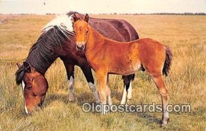 Horse Color by AW Besley Unused 