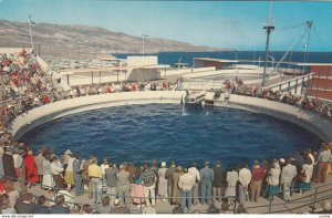 MARINELAND , California , 1950-60s ; Porpoise Pool