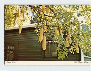 Postcard Sausage Tree, Edison Winter Home, Fort Myers, Florida