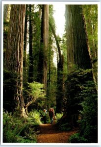 Postcard - The Mighty California Redwoods - California