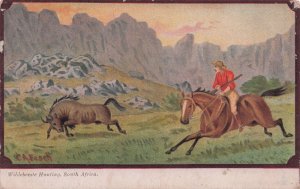 Wild Beat Hunting Horse Gun South Africa Antique Postcard