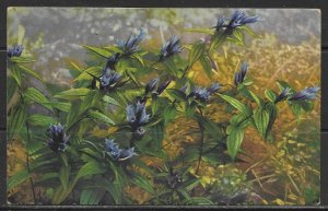 Gentiana Asciepiadea - Flowers - [MX-435]