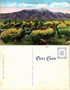 Desert Cacti and Wild Flowers, Calif. (22704