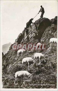 Old Postcard The Pyrenees A Climbing Mountain Sheep Shepherd