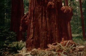California, Redwood Highway