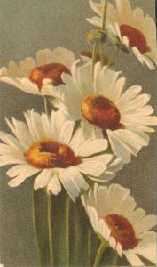 Beautiful daisy flowers Old vintage Italian, artist drawn, postcard