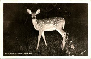 RPPC White Tail Deer North Idaho ID UNP Ross Hall Photo H-67 Postcard B1