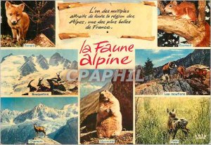 Modern Postcard The Alps Alpine Ibex Fox Squirrel Wildlife Chamois The sheep ...