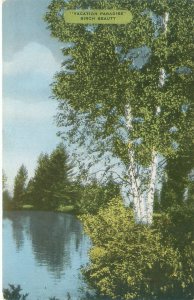 Wisconsin Birch Tree  Vacation Paradise Birch Beauty Chrome Postcard