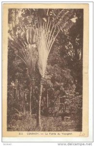 CONAKRY, Guinea, 00-10s la Plante du Voyageur