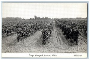 c1910 Grape Vineyard Fruit Farm Field Lawton Michigan Vintage Antique Postcard