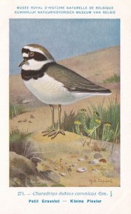 Little Ringed Plover Charadrius Dubius WW2 Bird Rare Postcard