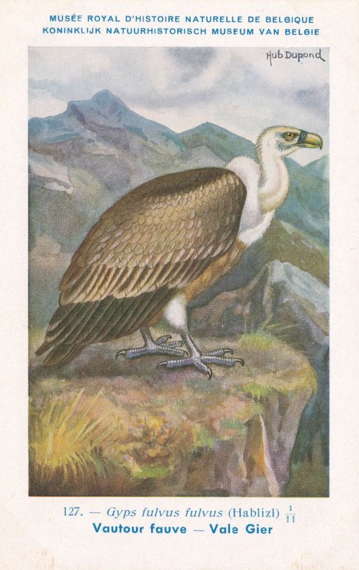 Griffon Vulture Gyps Fulvus WW2 Rare Bird Postcard