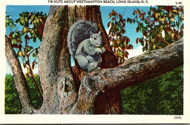 New York Long Island Squirrel In Tree I'm Nuts About Westhampton Beach