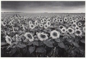 Philippe Pache Foule De Tournesois Giant French Sunflower Field Postcard