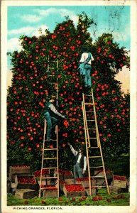Picking Oranges Florida FL 1919 Postcard WB Agriculture Ladders
