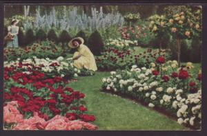 Delphinium,Roses,Jackson & Perkins,Newark,NY Postcard