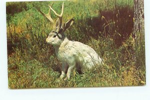 Rare Creature the Jackalope Never Captured Alive