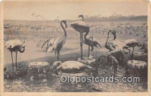 Chicago, IL, USA Flamingo, Field Museum of Natural History Postcard Post Card...