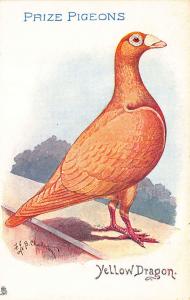 Raphael Tuck Prize Pigeons Yellow Dragon Signed Chatterton Postcard