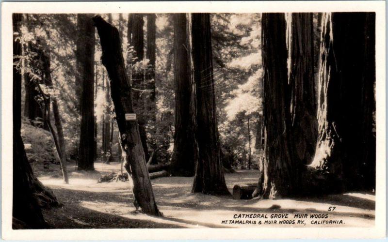 RPPC  MT. TAMALPAIS & MUIR WOODS Railway, CA   CATHEDRAL GROVE  c1920s Marin Co.