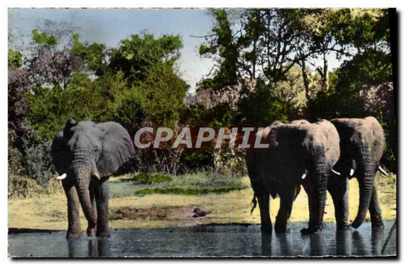 Postcard Modern African Wildlife Elephants in the river