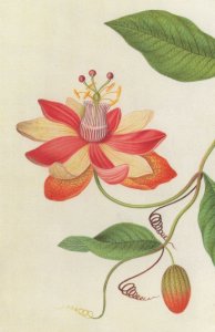 Monier's Passion Flower James Bolton 1700s Painting Postcard