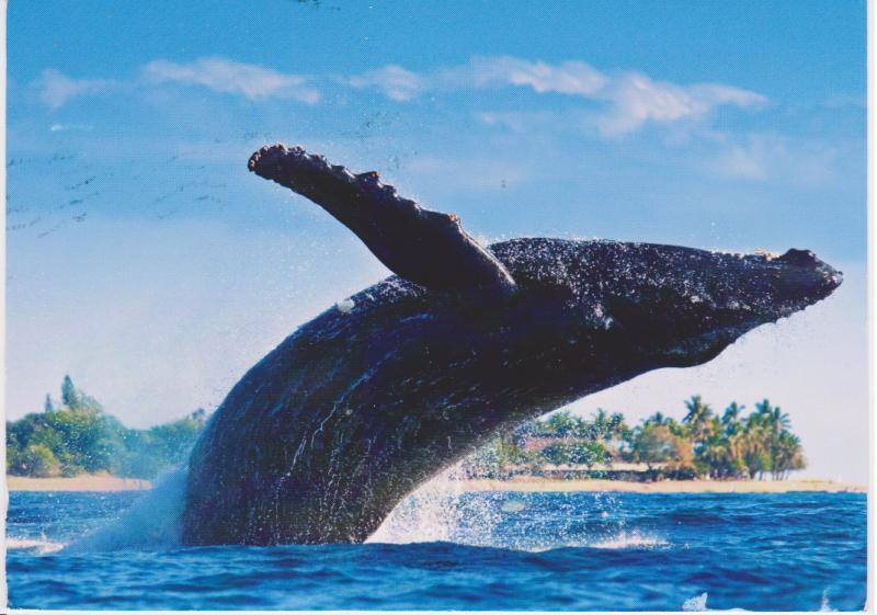 HUMPBACK WHALE OFF BABY BEACH MAUI