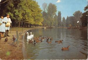 BR71948 le bois de vincennes france cygne swan duke canard  animal animaux