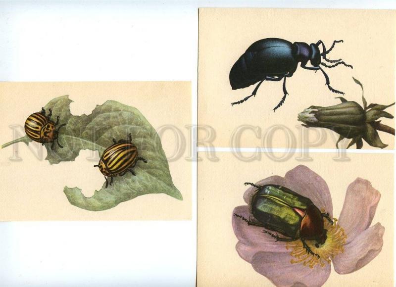 128936 BUGS Lady-Bird BEETLE Collection SET 9 PCs 1965