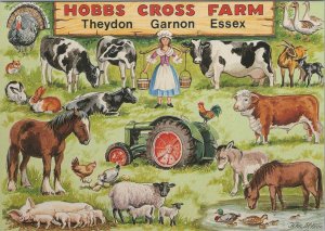 Essex Postcard -Hobbs Cross Farm, Theydon Garnon - Working Farm, Animals RR18484